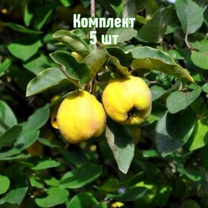 Саженцы айвы яблоковидной Зубутлинской - комплект 5 шт.