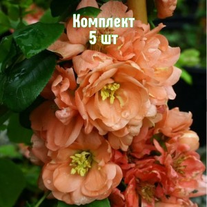 Саженцы айвы японской Гейша Гел - комплект 5 шт.