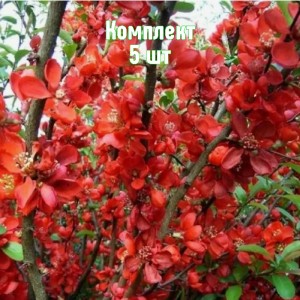 Саженцы айвы японской Клементина - комплект 5 шт.