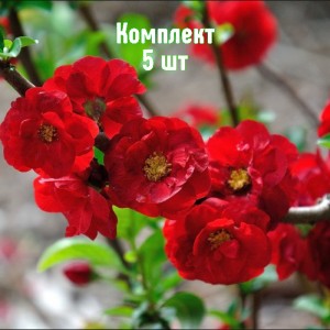 Саженцы айвы японской Кримсон Энд Голд - комплект 5 шт.