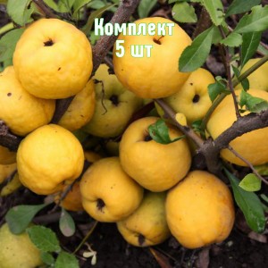 Саженцы айвы японской Мускатной - комплект 5 шт.