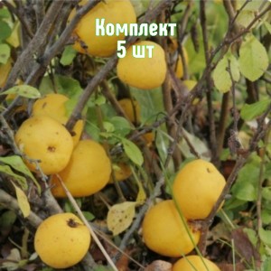 Саженцы айвы японской Пинк Квин - комплект 5 шт.