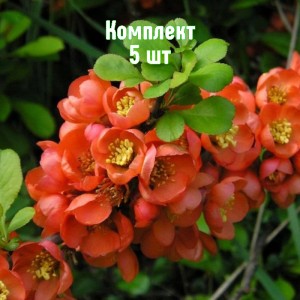 Саженцы айвы японской Везувиус - комплект 5 шт.