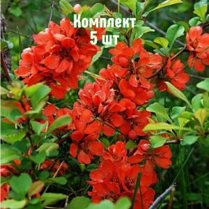 Саженцы айвы японской Золотое яблоко - комплект 5 шт.