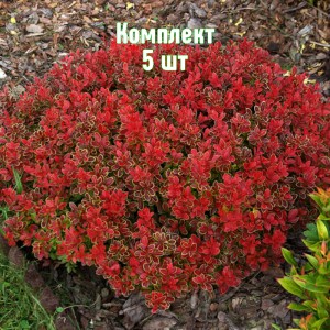 Саженцы барбариса Адмирейшн - комплект 5 шт.