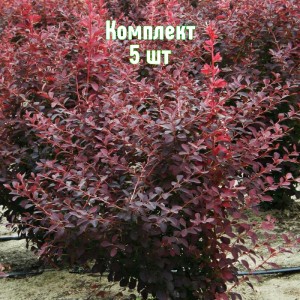 Саженцы барбариса Аурекома - комплект 5 шт.