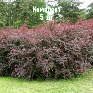 Саженцы барбариса оттавского Суберба - комплект 5 шт.