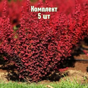 Саженцы барбариса Ред Рокет - комплект 5 шт.
