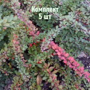 Саженцы барбариса Тунберга Грин Карпет 5лет - комплект 5 шт.