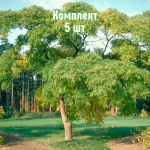 Саженцы бархата амурского - комплект 5 шт.