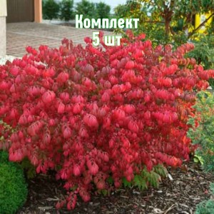 Саженцы бересклета европейского Нана - комплект 5 шт.