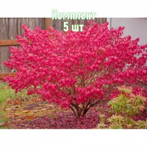 Саженцы бересклета европейского Ред Каскад - комплект 5 шт.