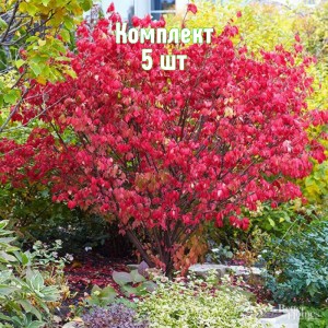 Саженцы бересклета европейского Шервудский - комплект 5 шт.