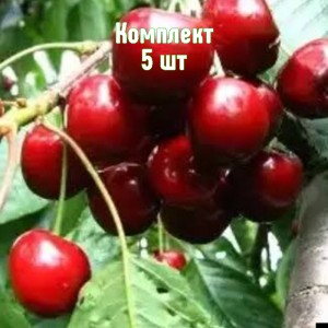 Саженцы черешни Амулет - комплект 5 шт.