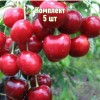 Саженцы черешни Аннушка - комплект 5 шт.