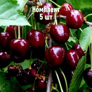 Саженцы черешни Ариадна - комплект 5 шт.