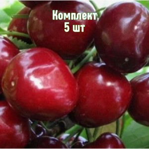 Саженцы черешни Бархатной - комплект 5 шт.