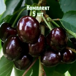 Саженцы черешни Дагестанка - комплект 5 шт.