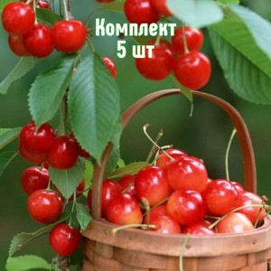 Саженцы черешни Голубушка - комплект 5 шт.