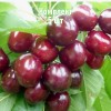 Саженцы черешни Горянка - комплект 5 шт.