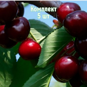 Саженцы черешни Веды - комплект 5 шт.