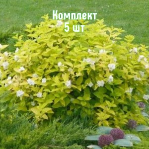 Саженцы чубушника (жасмина садового) Ауреус - комплект 5 шт.
