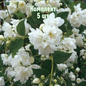 Саженцы чубушника (жасмина садового) Горностаева Мантия - комплект 5 шт.