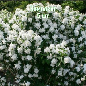 Саженцы чубушника (жасмин садовый) Комсомолец - комплект 5 шт.