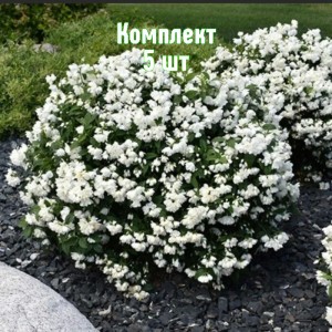 Саженцы чубушника (жасмина садового) Сноубель - комплект 5 шт.