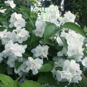 Саженцы чубушника (жасмина садового) Юннат - комплект 5 шт.