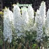 Саженцы дельфиниума Мэджик Фонтейнс Пьюр Вайт - комплект 5 шт.