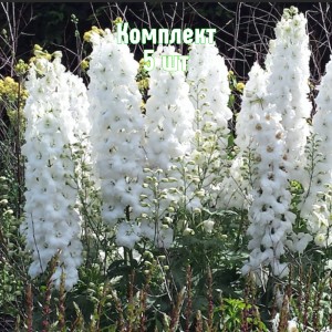 Саженцы дельфиниума Мэджик Фонтейнс Пьюр Вайт - комплект 5 шт.