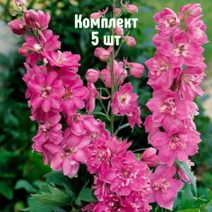 Саженцы дельфиниума Пасифик Астолат - комплект 5 шт.