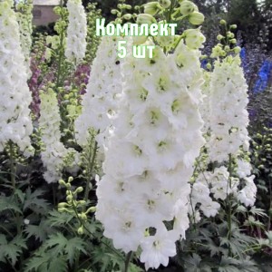 Саженцы дельфиниума Пацифик Джиант (белый) - комплект 5 шт.