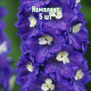 Саженцы дельфиниума Пацифик Джиант (фиолетовый) - комплект 5 шт.