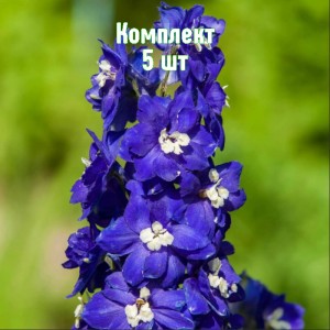 Саженцы дельфиниума Пацифик Джиант (синий) - комплект 5 шт.