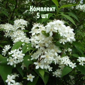 Саженцы дейции белой Лемуана - комплект 5 шт.