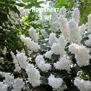 Саженцы дейции белой махровой Кандидиссима - комплект 5 шт.