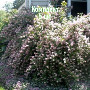 Саженцы дейции розовой Кодсел Пинк - комплект 5 шт.