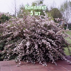 Саженцы дейции розовой Монт Роуз - комплект 5 шт.