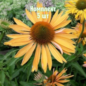 Саженцы эхинацеи Биг Кахуна - комплект 5 шт.