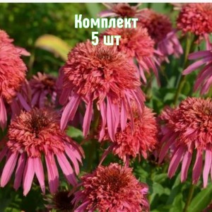 Саженцы эхинацеи Гуава Айс - комплект 5 шт.