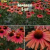 Саженцы эхинацеи Мама Миа - комплект 5 шт.