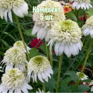 Саженцы эхинацеи Милкшейк - комплект 5 шт.