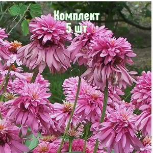 Саженцы эхинацеи Пинк Пудл - комплект 5 шт.