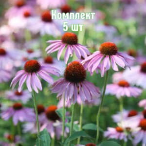 Саженцы эхинацеи узколистной - комплект 5 шт.