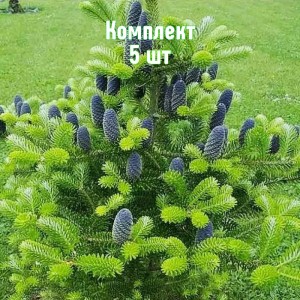 Саженцы ели корейской от 150 см - комплект 5 шт.