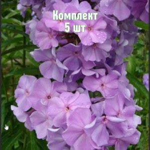 Саженцы флокса метельчатого Лилак Тайм - комплект 5 шт.