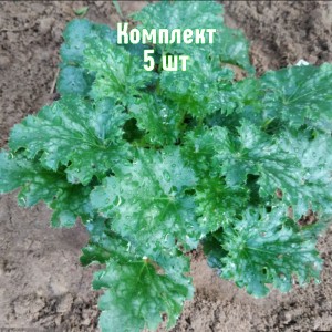 Саженцы гейхеры Эппл Крисп - комплект 5 шт.