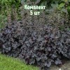 Саженцы гейхеры мелкоцветковой Блэк Перл - комплект 5 шт.